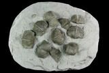 Ten Pyrite Replaced Brachiopod (Paraspirifer) Fossils - Ohio - #129609-2